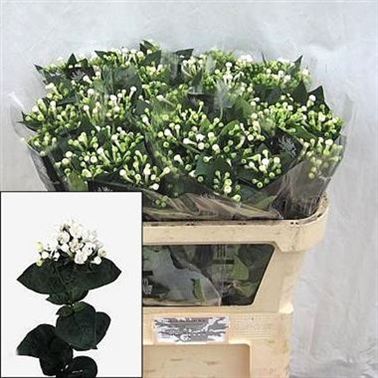 Bouvardia dbl. Diamond White