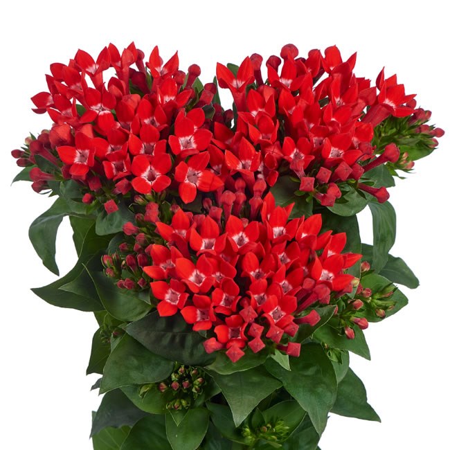 BOUVARDIA ROYAL RUBY RED