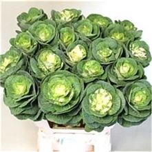 Brassica White Crane
