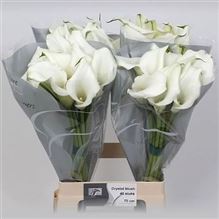 Calla Lily Crystal Blush
