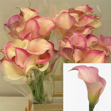 Calla Lily honeymoon