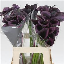 Calla Lily odessa