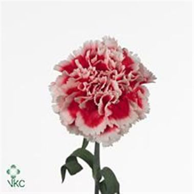 Carnation Ajax