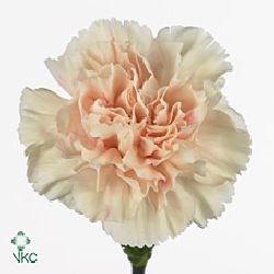 CARNATION APPLE TEA