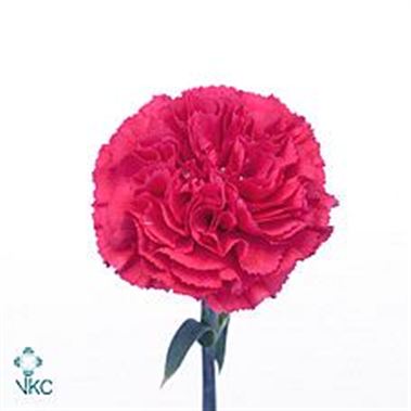 Carnation Bizet cerise