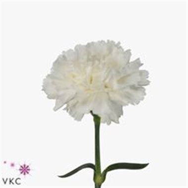 Carnation delicia