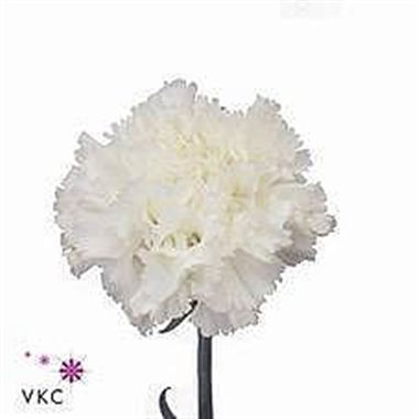 Carnation Aledino