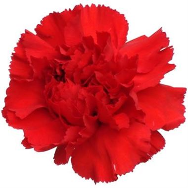Carnation Scarlet Red