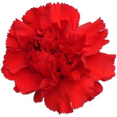 Carnation Scarlet