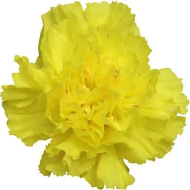 Carnation Sunshine