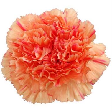 Carnation Tango