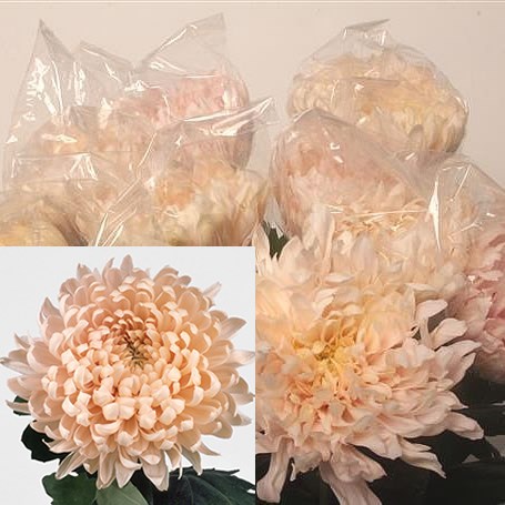 Chrysant Sgl. Avignon