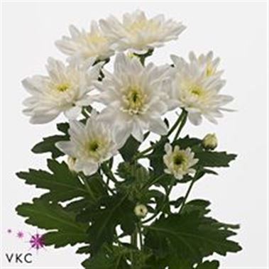 Chrysant spr. Baltica