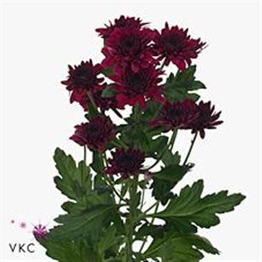 CHRYSANT SPR. BARCA