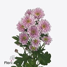 CHRYSANT SPR. BELICIA PINK