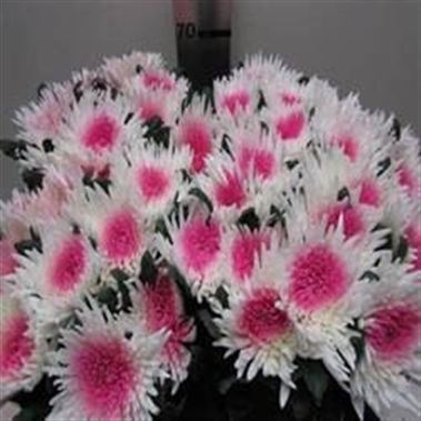 Anastasia Bull's Eye Cerise