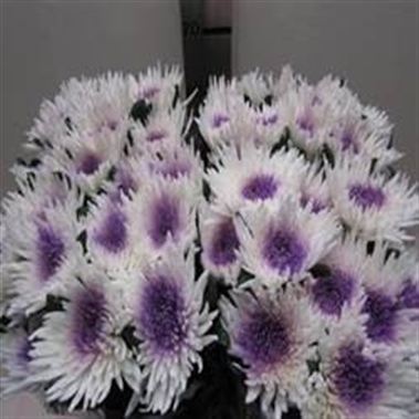 Anastasia Bull's Eye Lilac