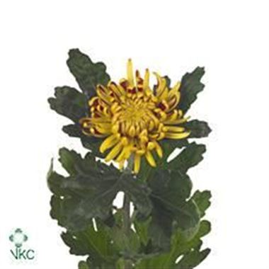 Chrysant sgl. fuego