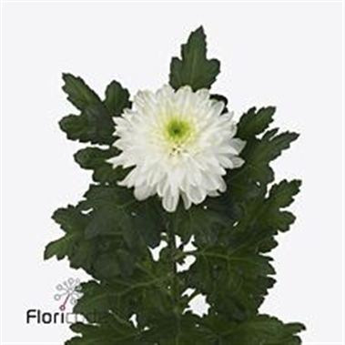 Chrysant sgl. laika