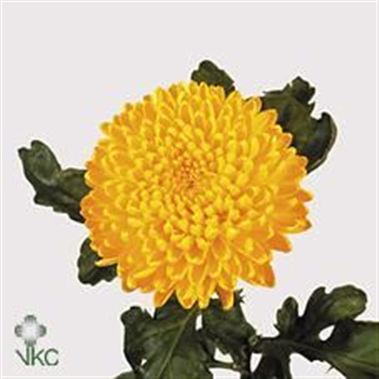 Chrysant sgl. migoli
