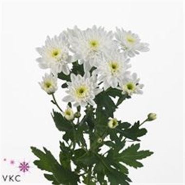CHRYSANT SPR. BONITA