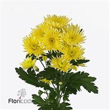 Chrysant spr. carolle yellow