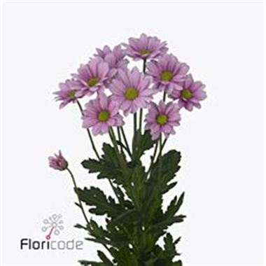 Chrysant spr. Chelo