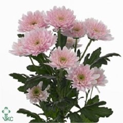 CHRYSANT SPR. EURO PINK