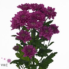 CHRYSANT SPR. EXOPOLIS
