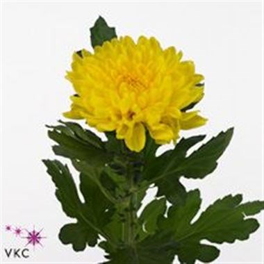 CHRYSANT SGL. PJOTR