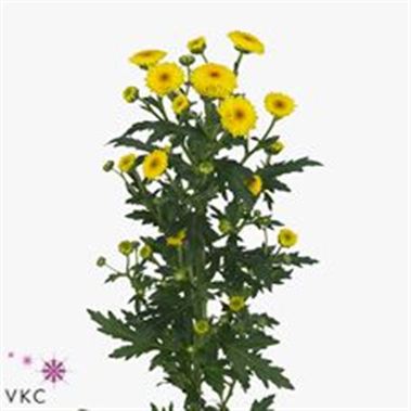 Chrysant san. calimero sunny