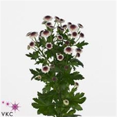 Chrysant san. cedis