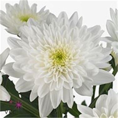 Chrysant spr. Bonita