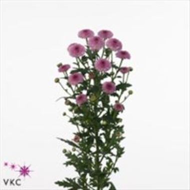 Chrysant san. calimero dark pink