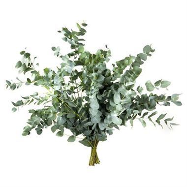Eucalyptus cinerea