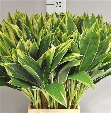 Cordyline snow white