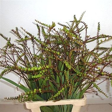 Crocosmia in Berry