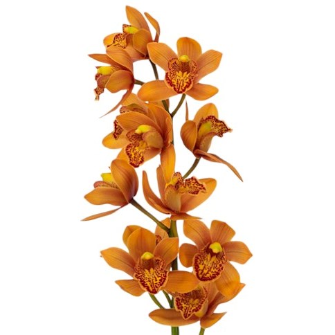 CYMBIDIUM ORCHID MAJOLICA
