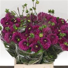Dahlia Purple Fox