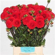 Dahlia red cap
