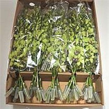 Dendrobium Orchid Green