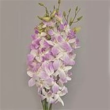 Dendrobium Orchid Miss World