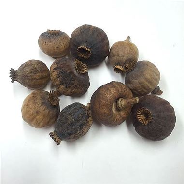 Dried Poppy Seed Heads