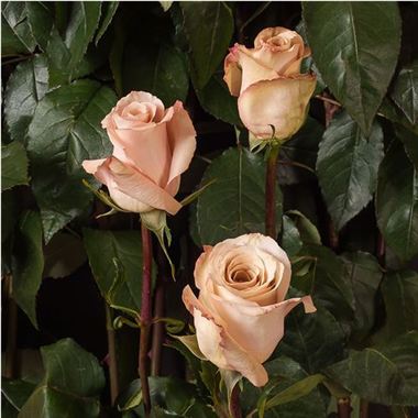 Rose Quicksand (Ecuador)