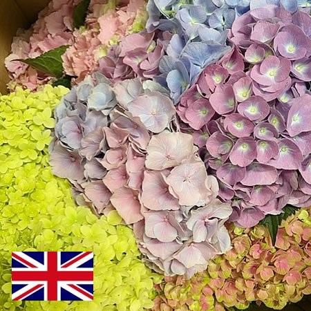 Hydrangea - English Mixed Colour Bunches