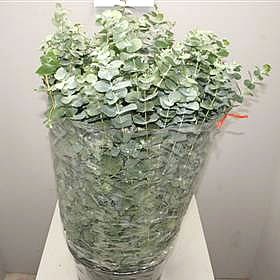 Weekly special - EUC CINEREA 200gm