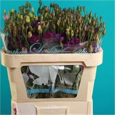 Eustoma Lisianthus Colorado Purple