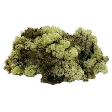 - Complete with Mossing Pegs Finland/Reindeer Moss Olive Green 100 grams 