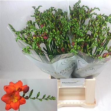 Freesia rubina river single