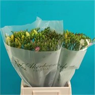 Freesia Mixed Col Bunch